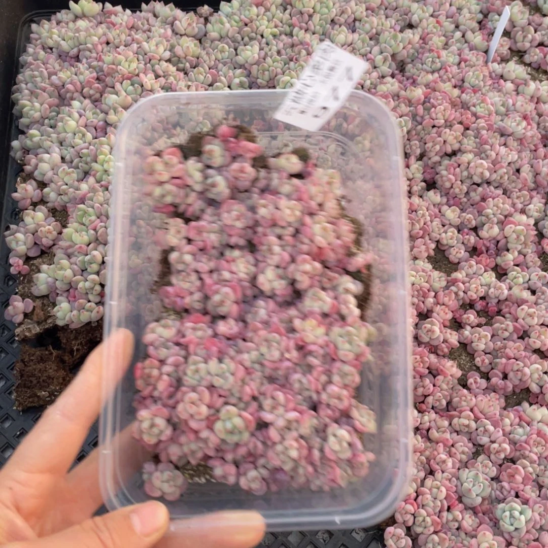 云糖心多肉植物977