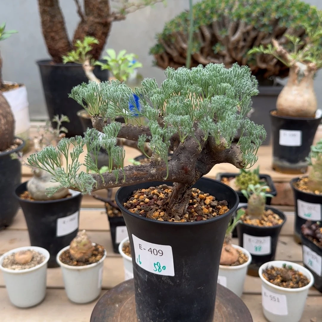 409黑皮月界块根植物