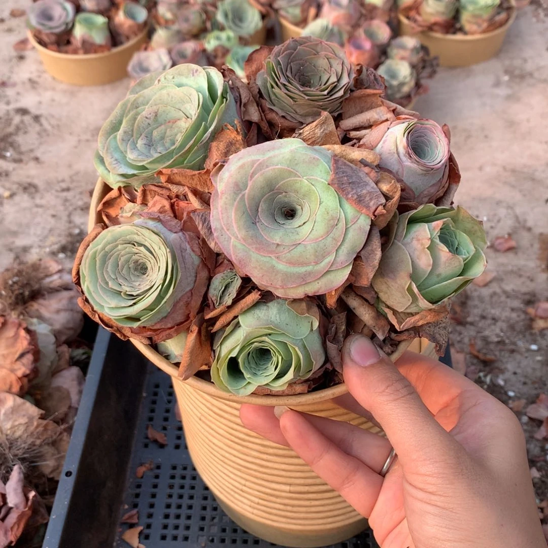 7颗山地玫瑰多品种组合量拍
