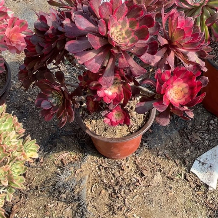 185号烟花多肉植物