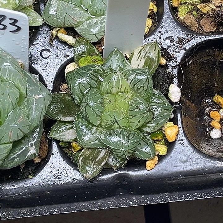 374大叶楼兰玉露锦脱土发货