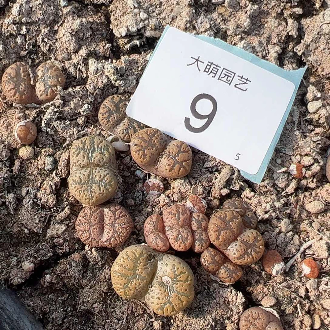 00009量拍1442.292桔蝴蝶单头1颗