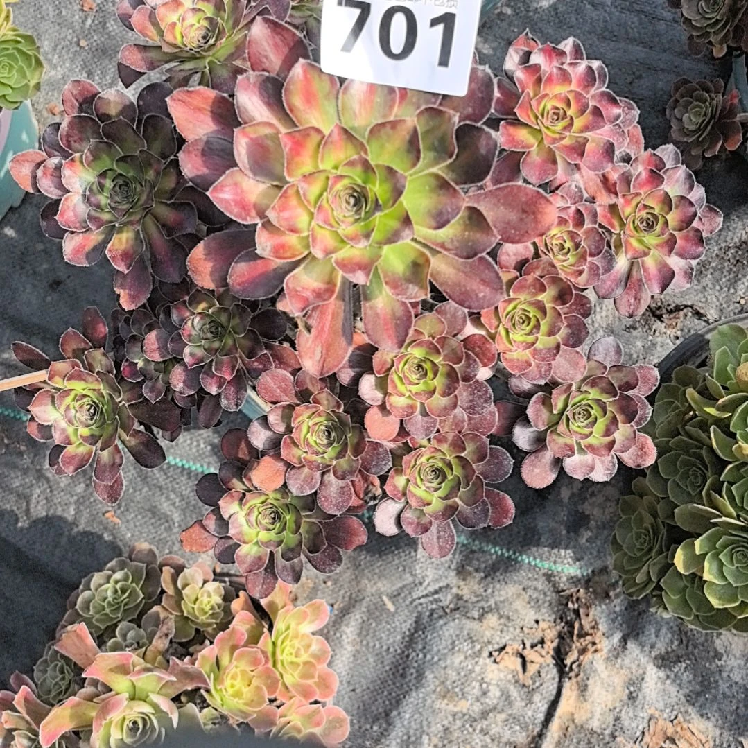 701晚霞中班3-26花