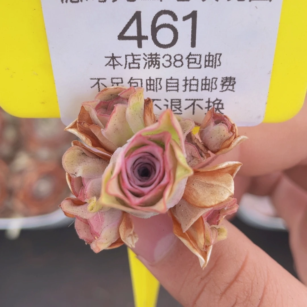山地玫瑰461满38包邮裸根发货