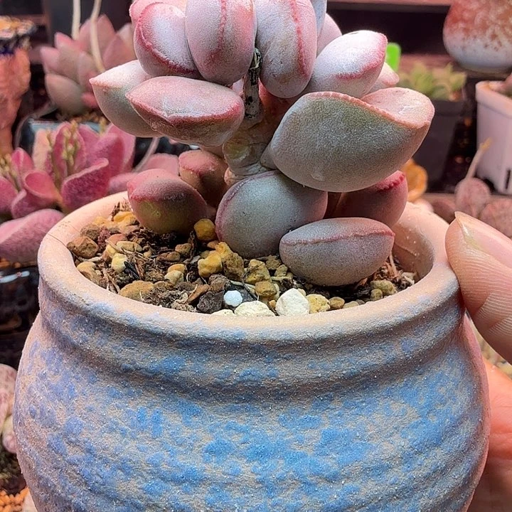 B***r水蜜桃的味道真的很好