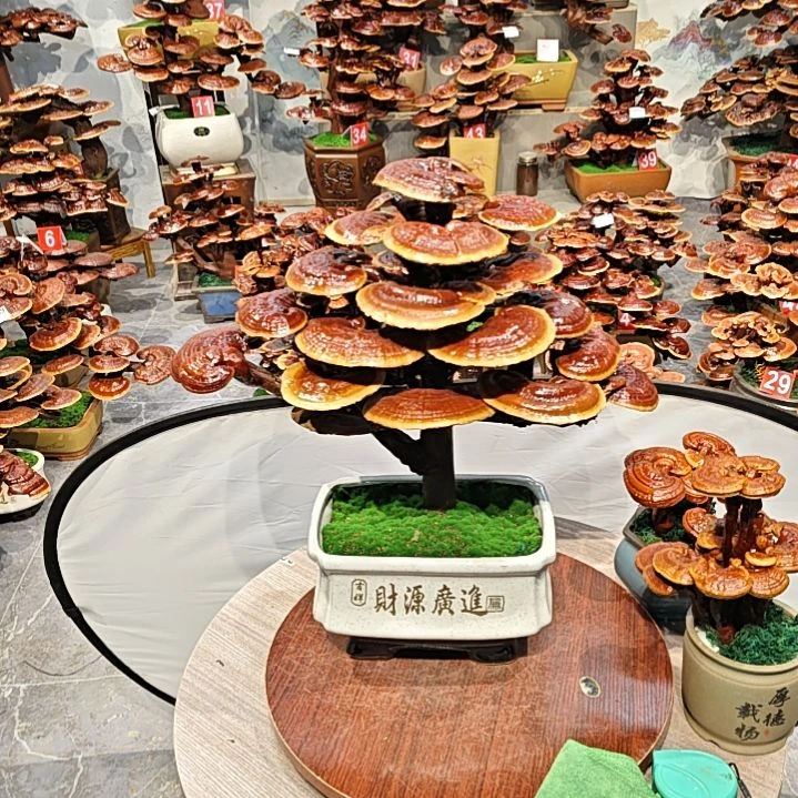 灵芝盆景灵芝盆景