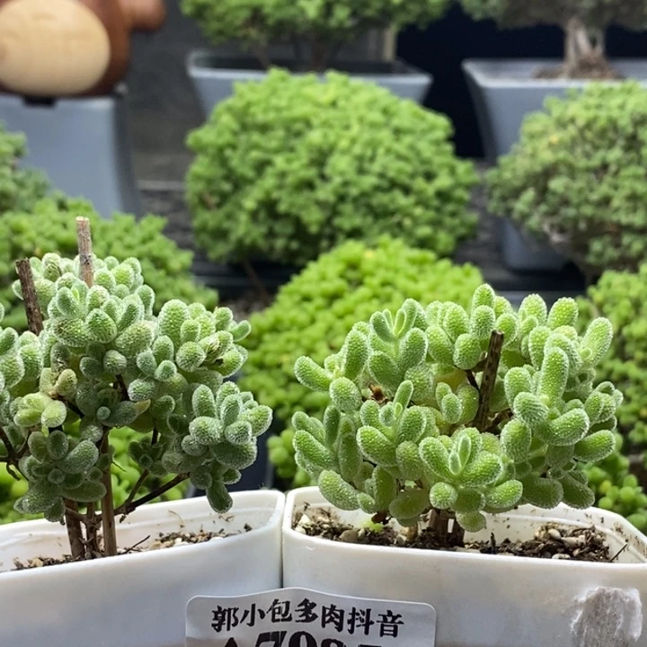 A***发优选冰晶组合7985