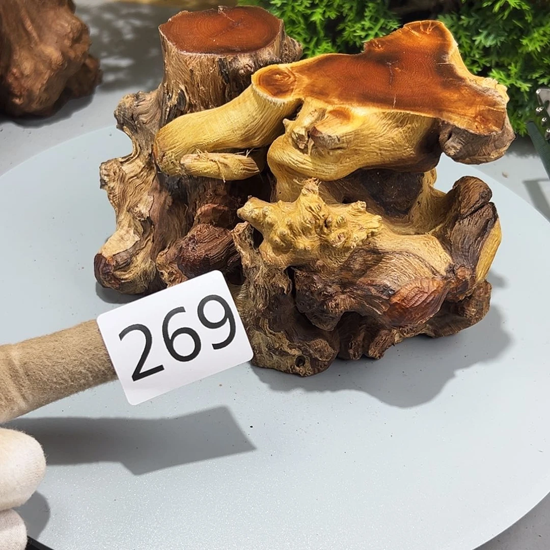 梨木踏*火琉璃…。火琉璃