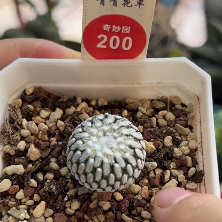 实生雪顶精巧殿2.3cm一棵仙人球