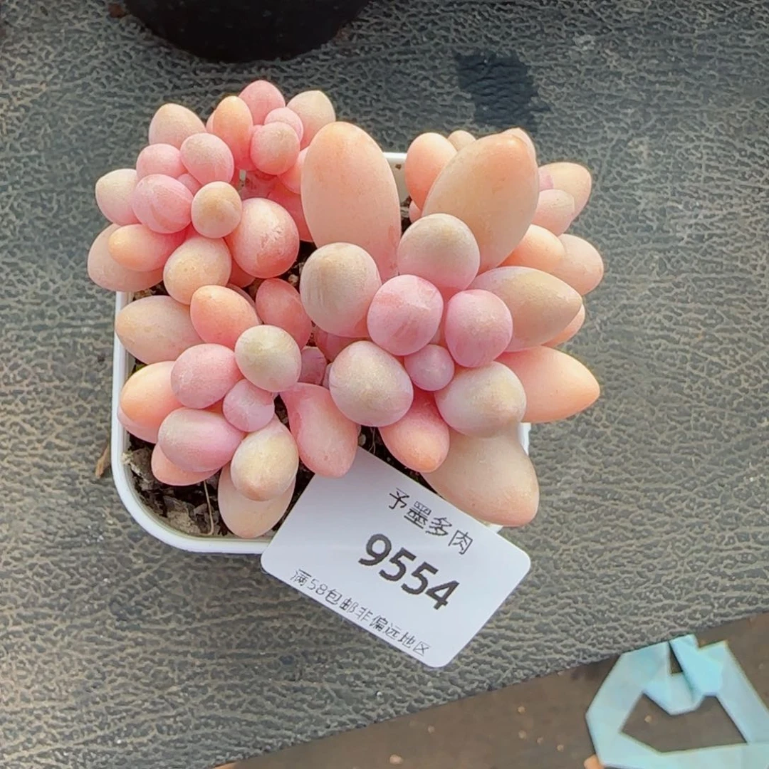 粉色恋人，9554多肉