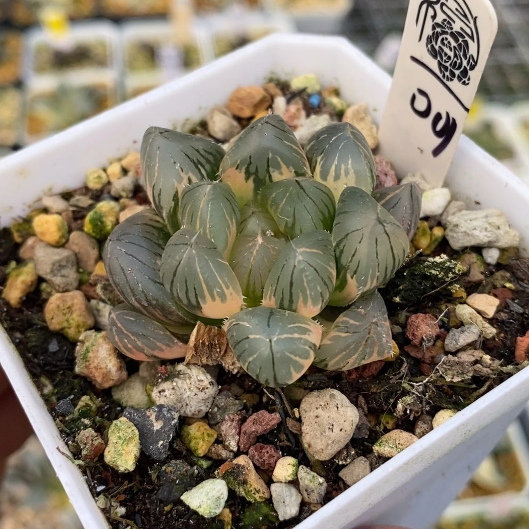 001 om玉露十二卷多肉植物