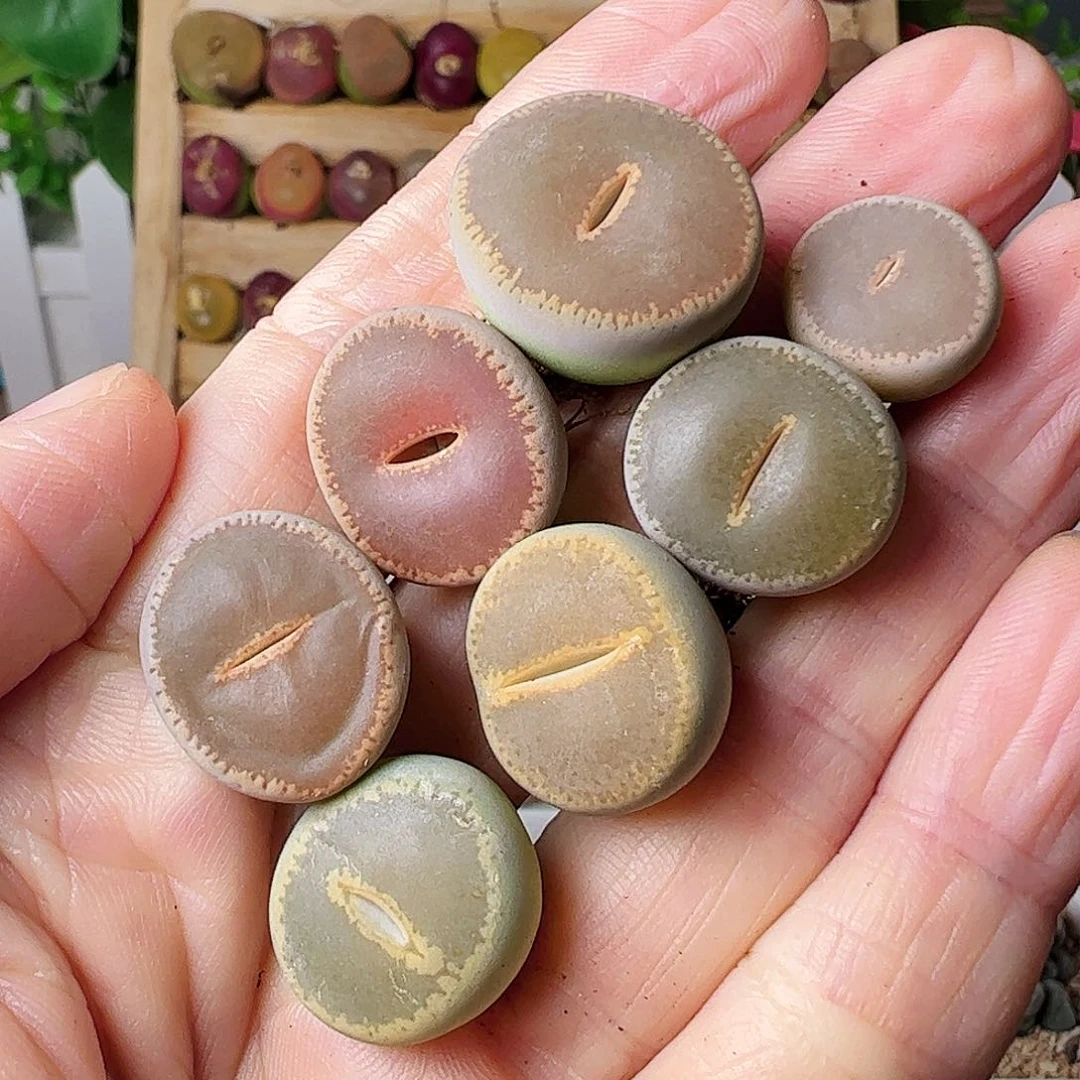 和田彩套一手包邮