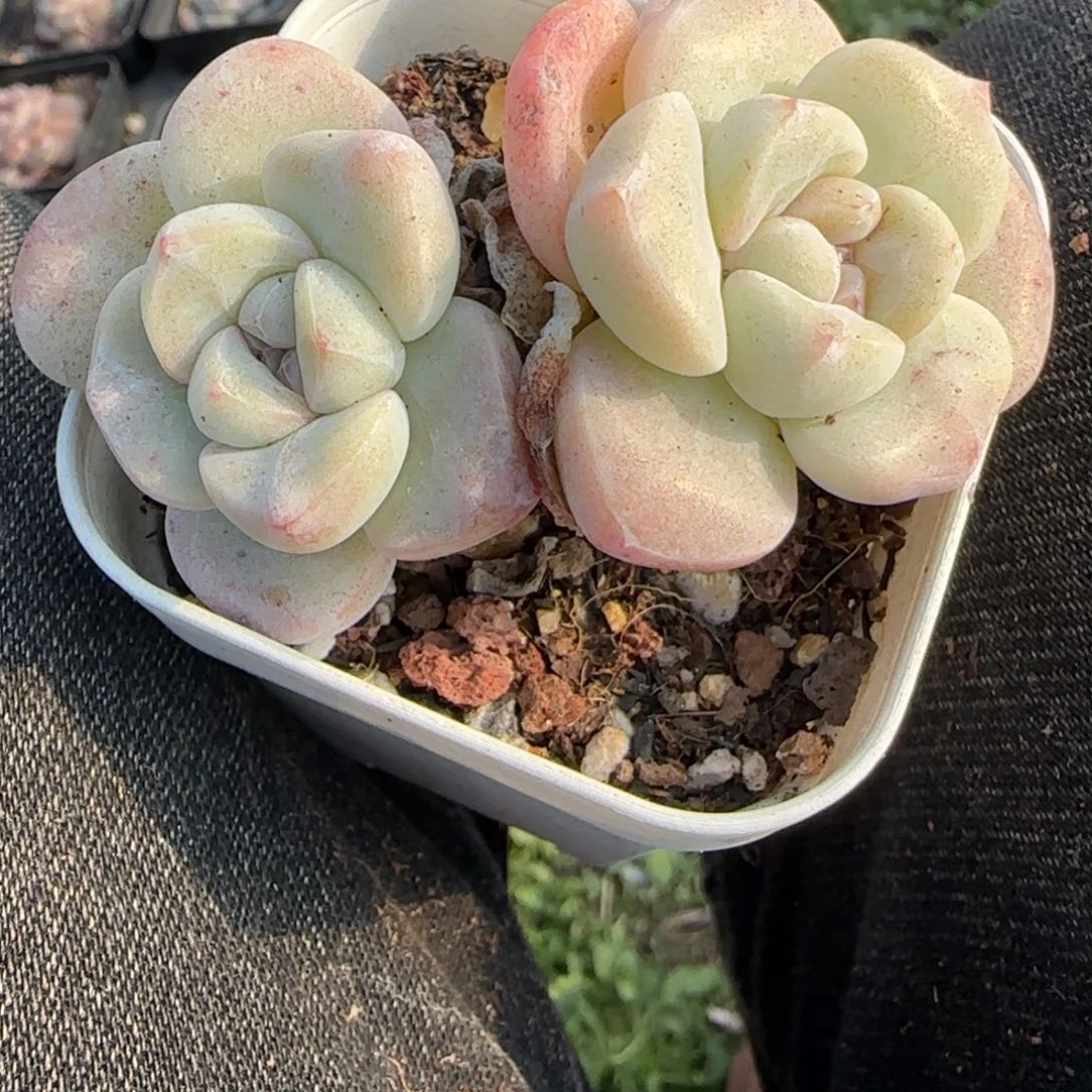 多肉小卡拉米糖心一物一拍