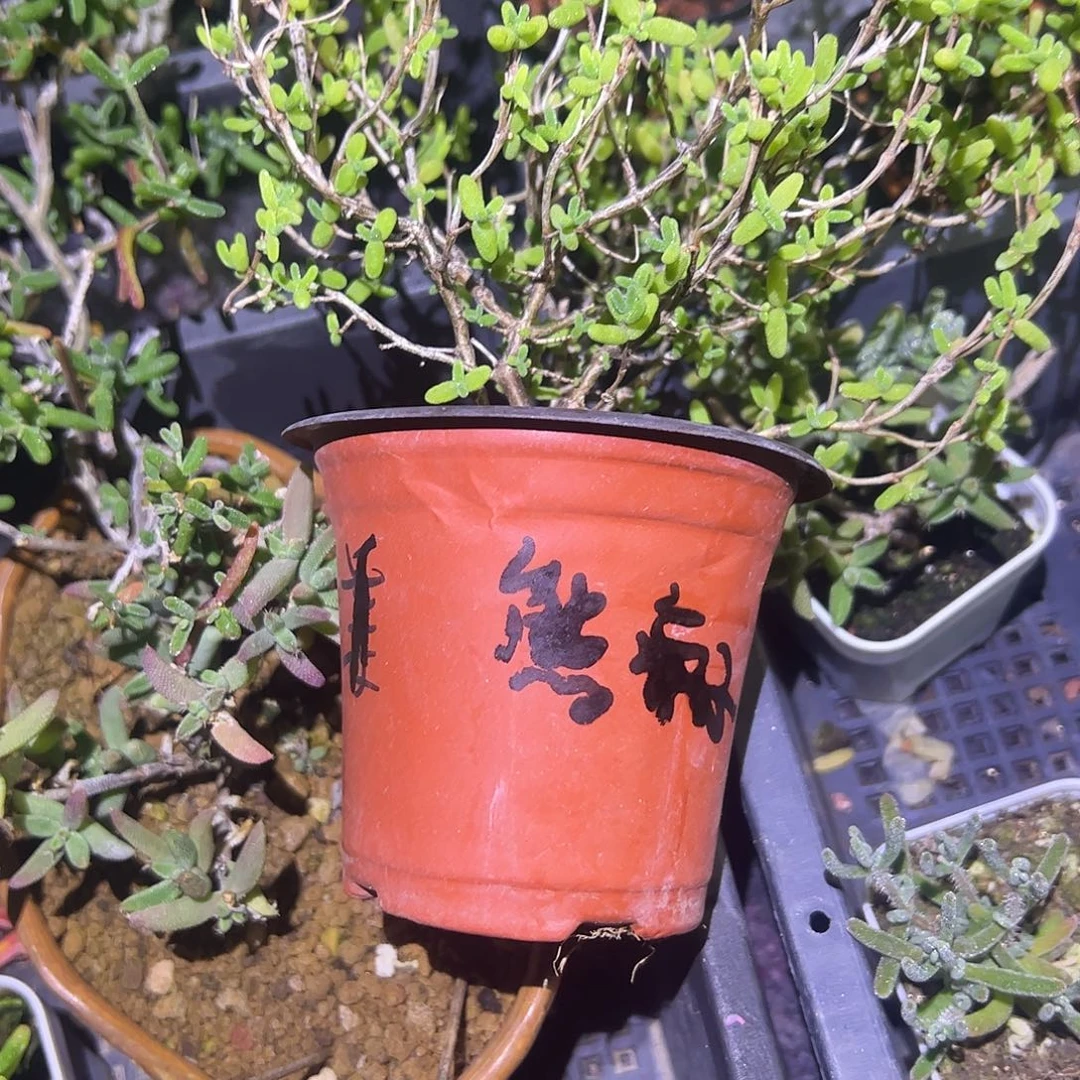 熊***子枝干番杏糖球大盆