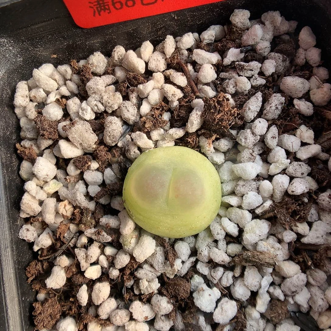 12-29-2  拉登一颗