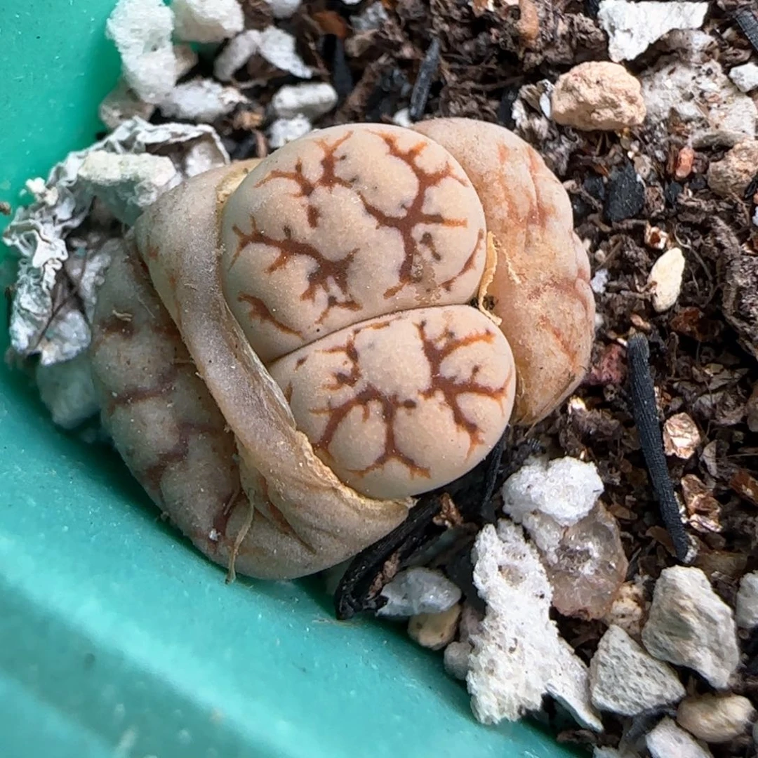 3.8，c188云映，9003