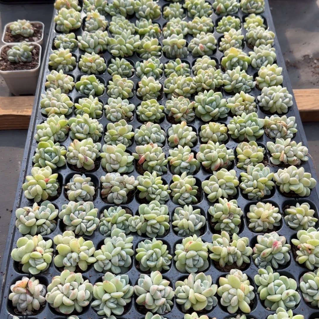 （量拍）冰玉群3颗一组（送1颗）