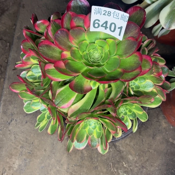 6401奶白多肉植物