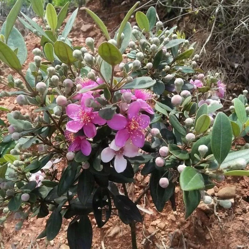 桃金娘苗，一物一拍