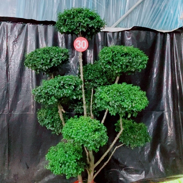 不开花植物一物一拍一个一个