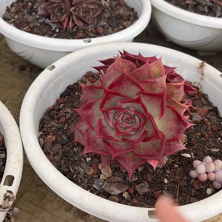 红娘子一个脱土多肉