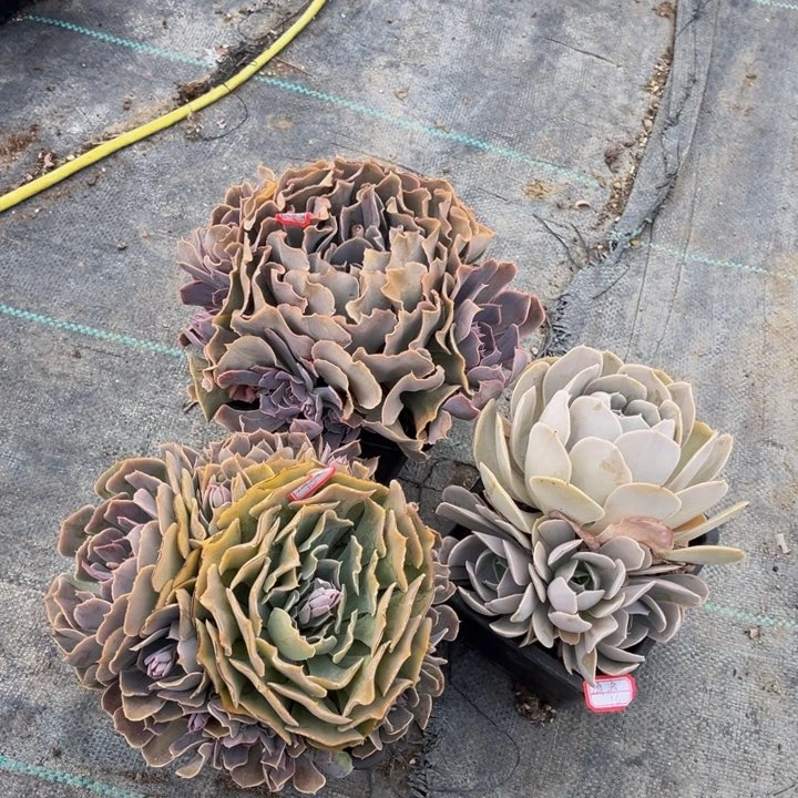 清*沙漠之星两圣卡一颗