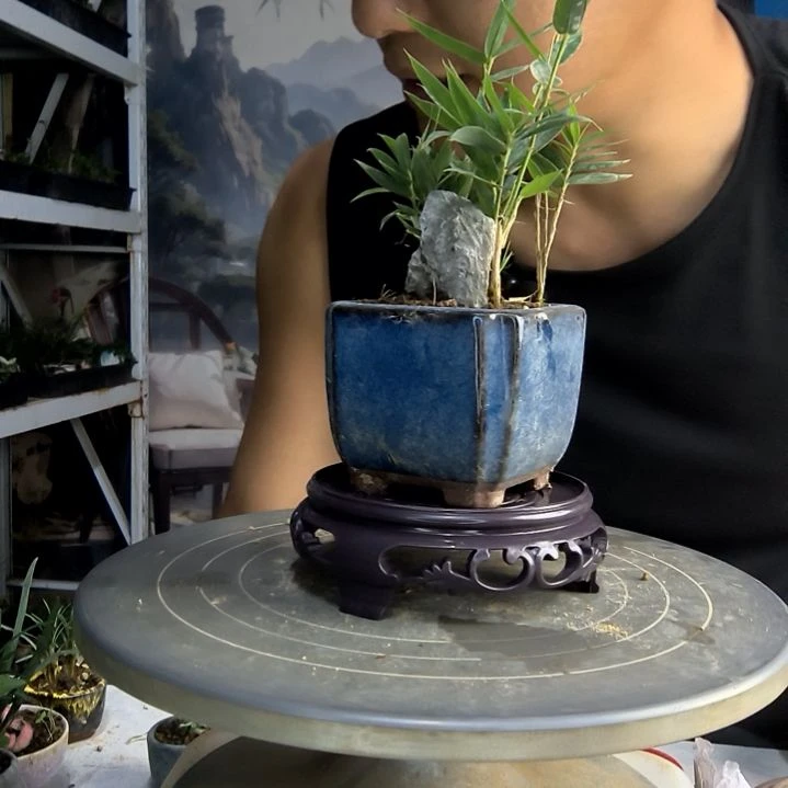 三**呀中青园艺一物一拍136