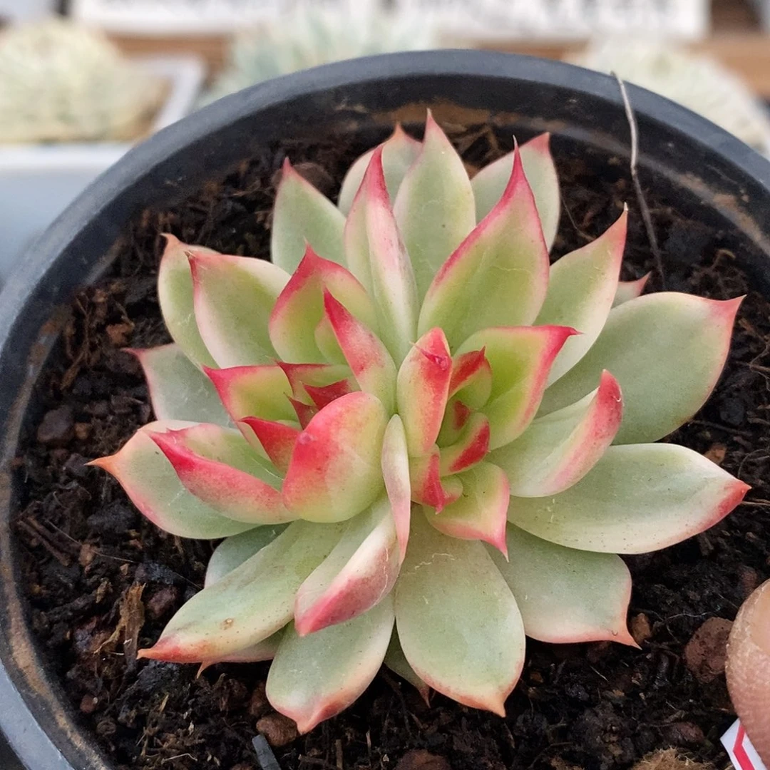 2313 桃花覆轮锦双头