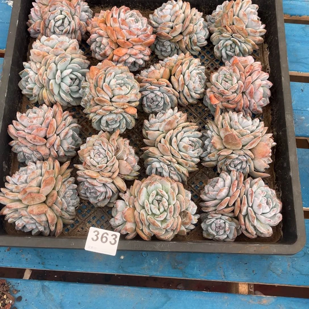 肉****363 号新疆西藏内蒙古不包邮的