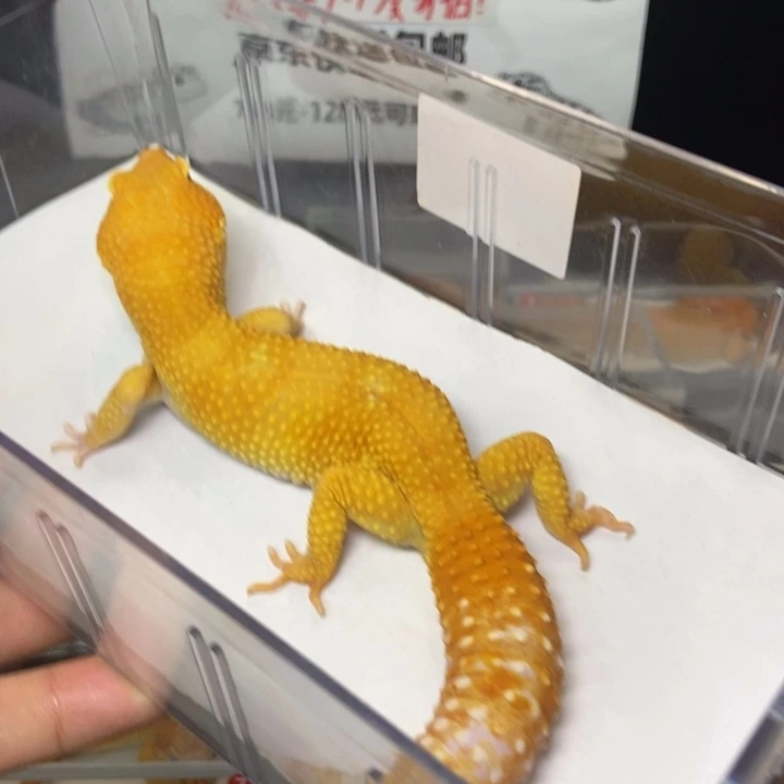 豹纹守宫4号公73克