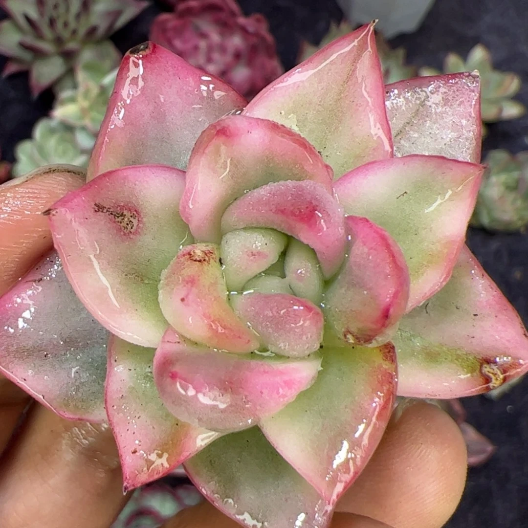 珍妮锦，多肉植物组合