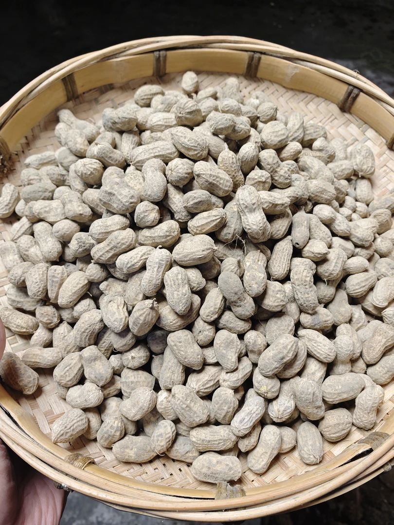 湘西高山当季新鲜花生带泥发货