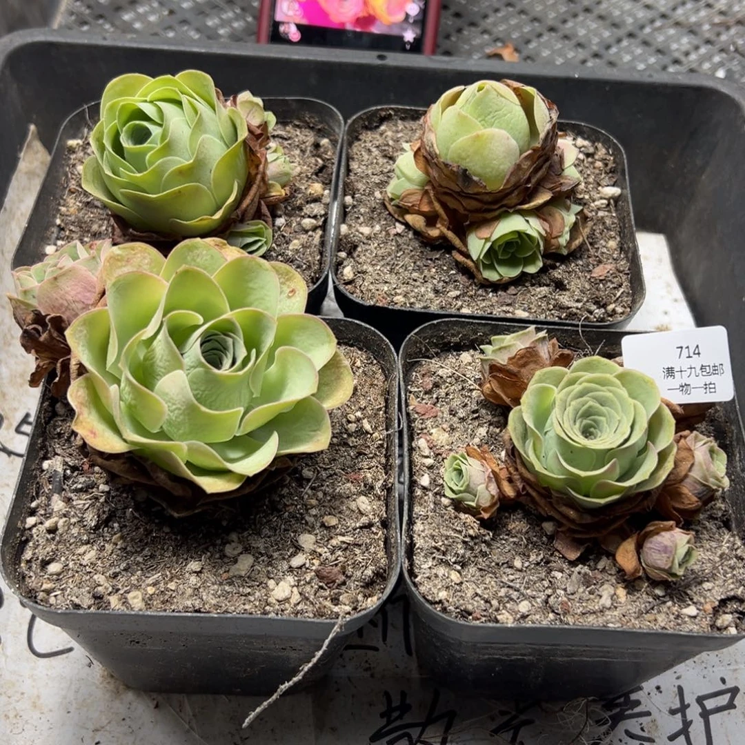 714 侧牙掉了不包损无售后