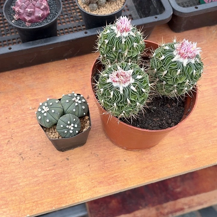 周*?多棱玉兜群仙人球123