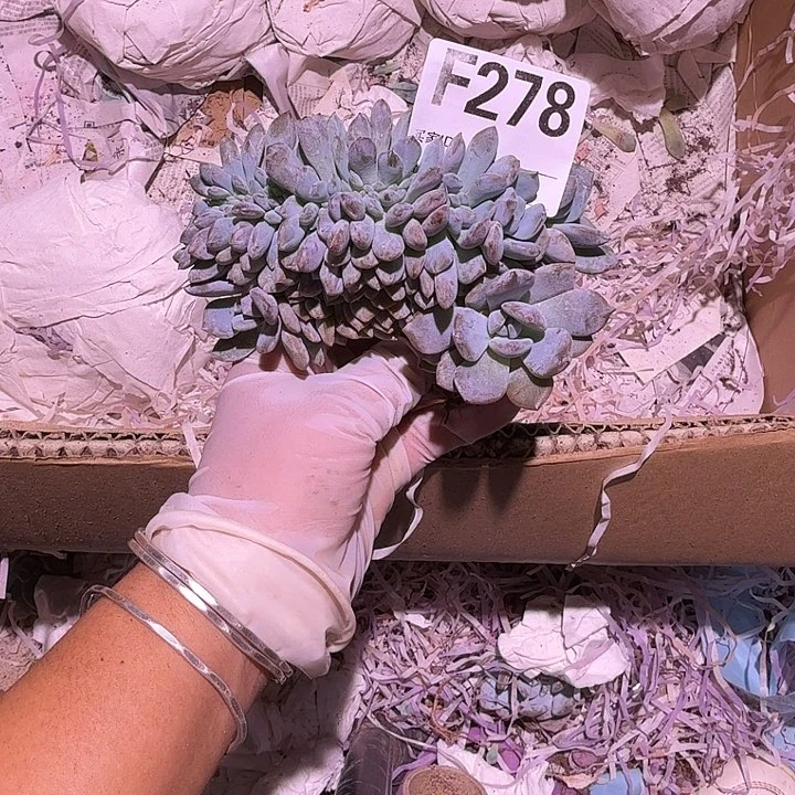 学***楠星影缀化呀呀呀呀