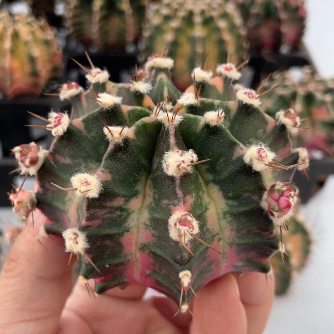 当前无花朵，栽培后可花朵高绒臀锦虎斑锦