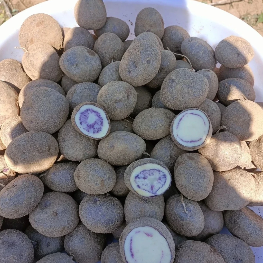 贵州土豆新鲜紫色七彩洋芋花心马铃薯高山乌洋芋