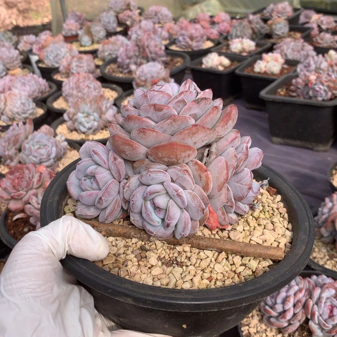 无花朵哈哈哈哈哈哈哈哈哈哈39