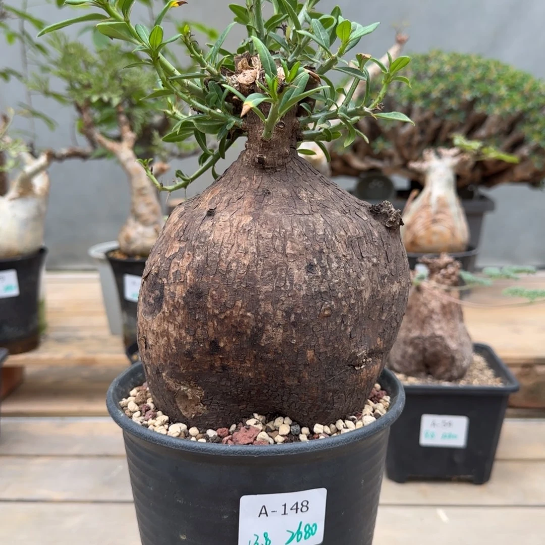 148双刺瓶杆块根植物