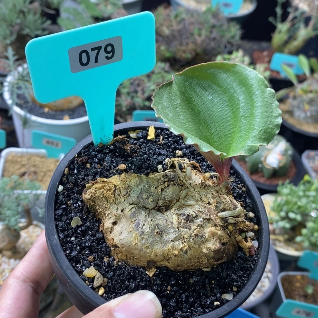 卷叶冰之镜多肉植物