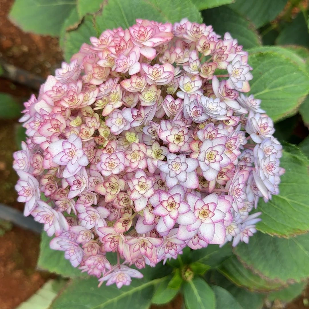 绣球切花一物一拍3枝起包邮，26