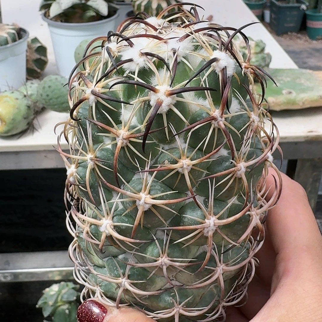 【闪购商品】无花朵贤**德钢钉461