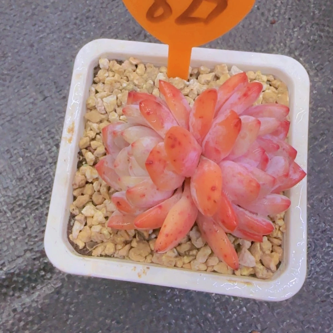 ❤️****829多肉植物一物一拍