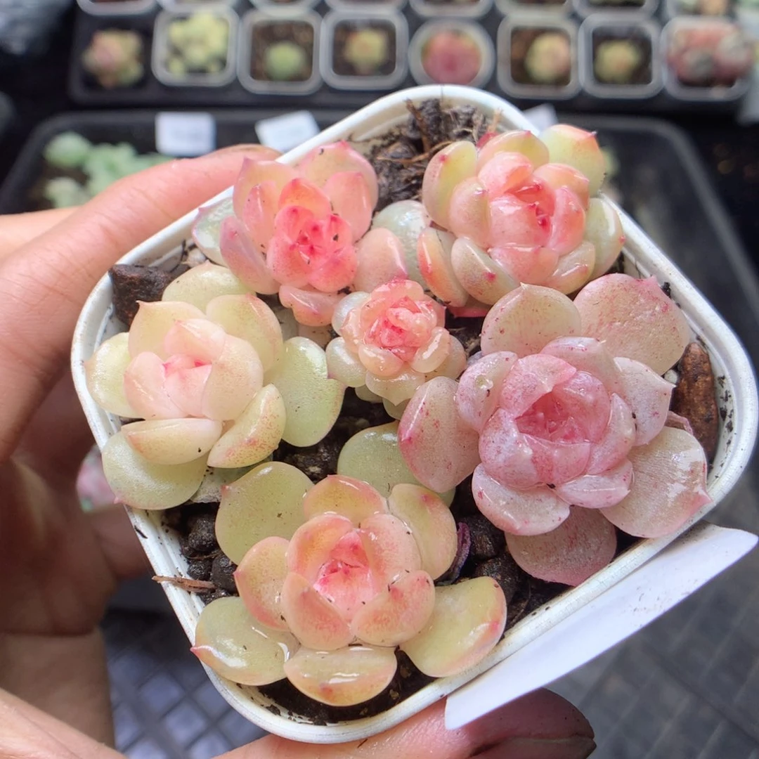 无花朵F38 yyyyyyyy