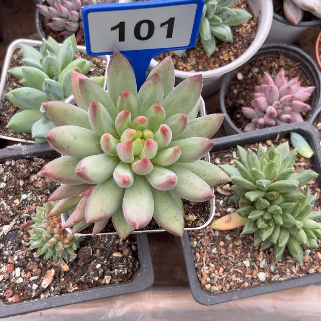 多肉植物岩字群101