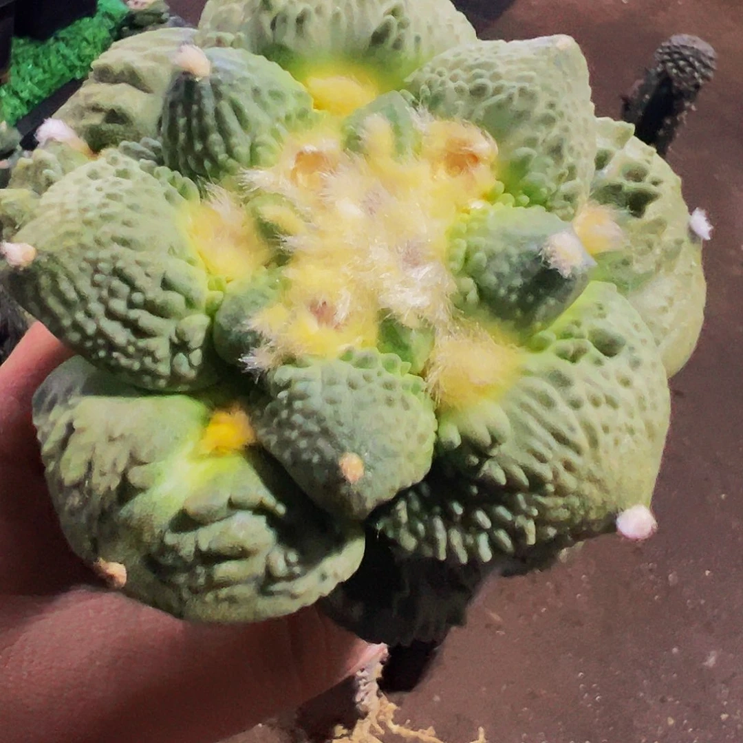 含***贞无花朵福利龟甲怒涛180