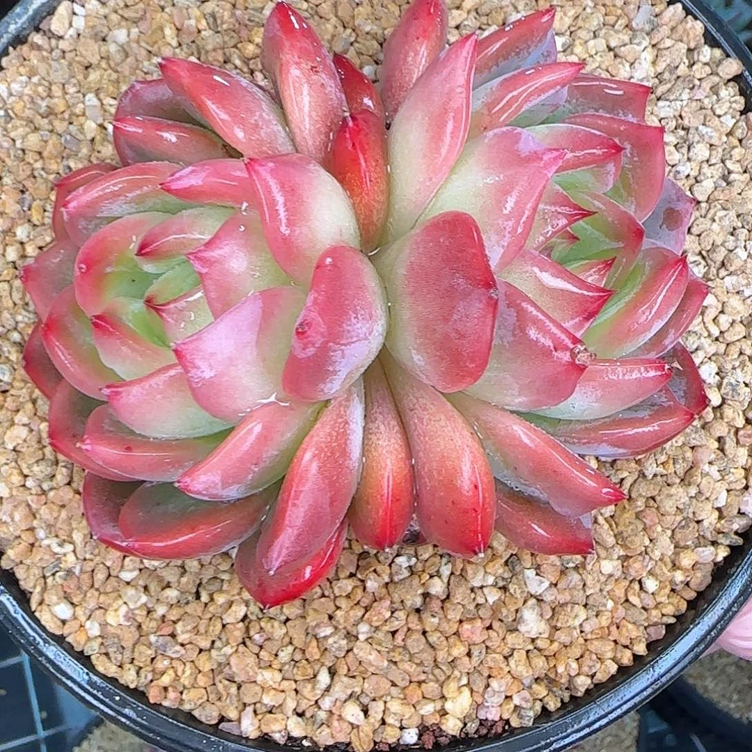 从前慢花园精选红鸾