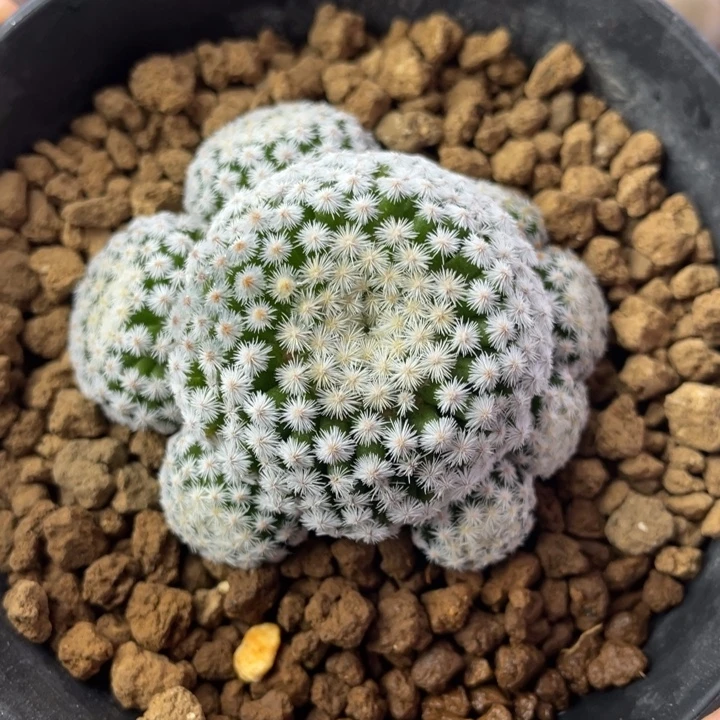 佛头春星        侧芽自根