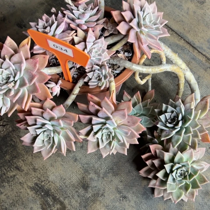 太****通浪漫多肉植物034