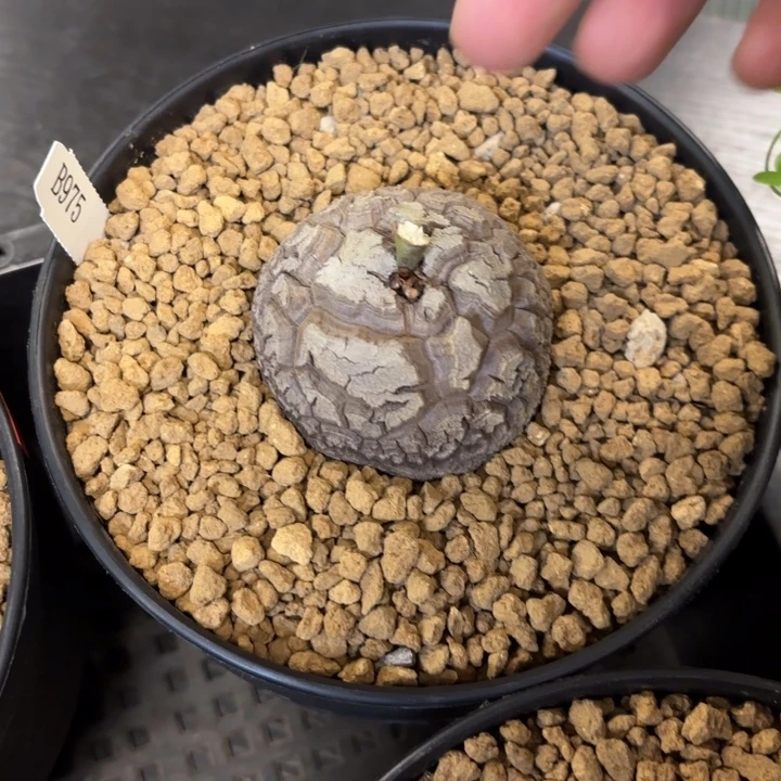 975 南非龟甲龙带盆